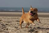 STAFFIE 338